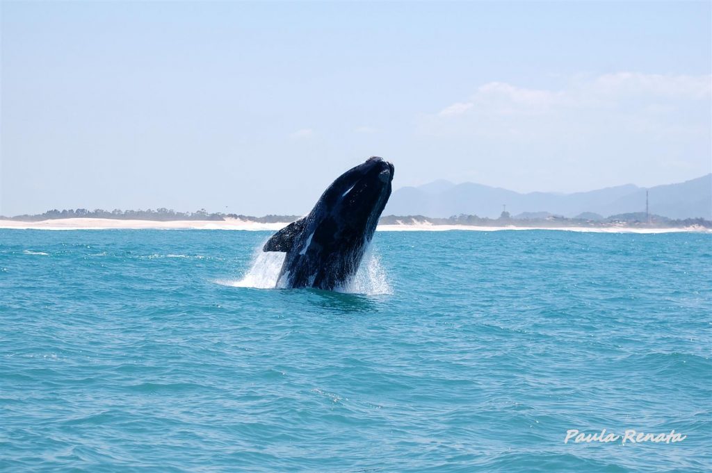 garopaba-baleia